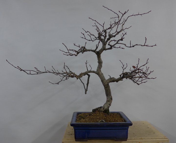 crataegus wiring