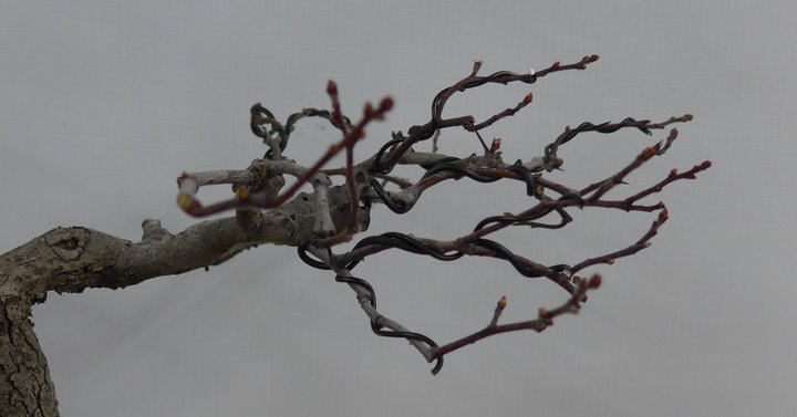 crataegus wiring