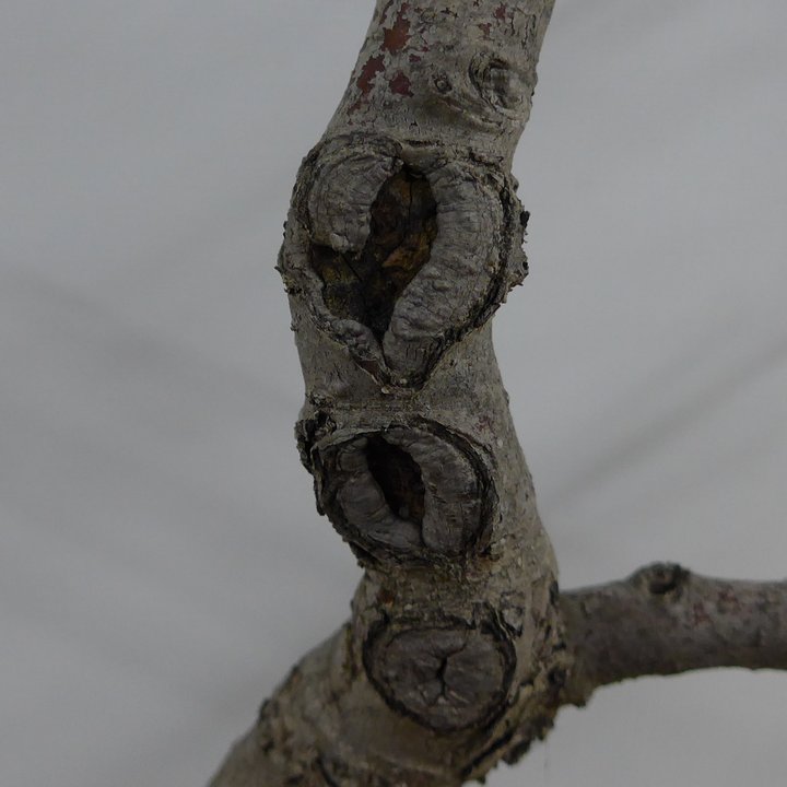 crataegus grafting