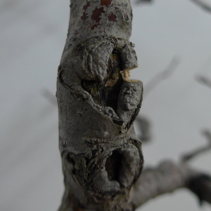 crataegus grafting