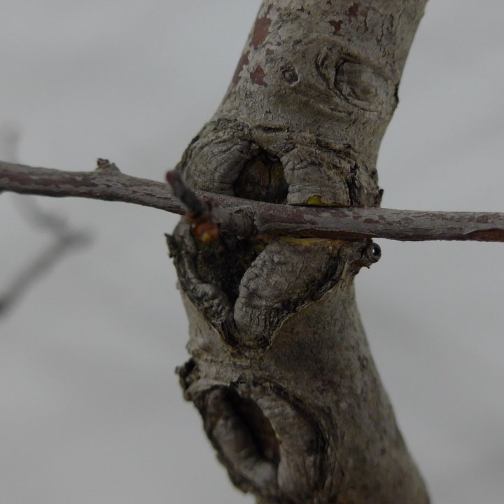 crataegus grafting