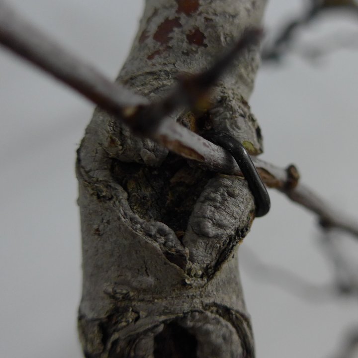 crataegus grafting