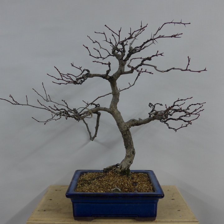 crataegus grafting