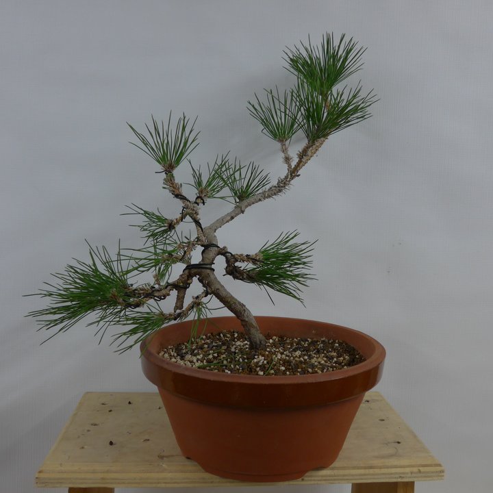 black pine shohin styling