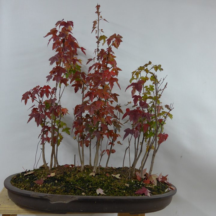 acer buergerianum foret