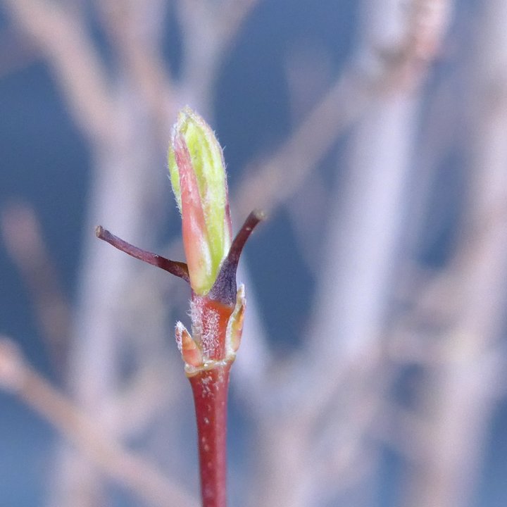 acer buergerianum forest