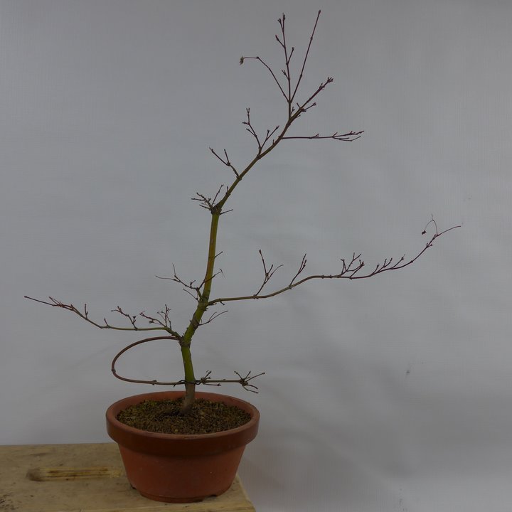 acer palmatum