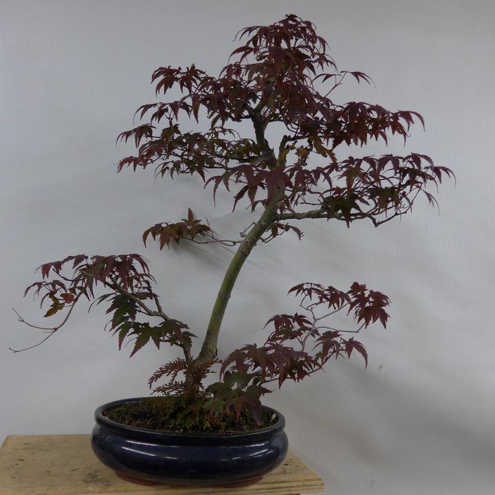 acer palmatum