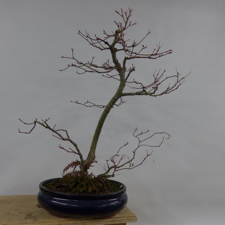 acer palmatum