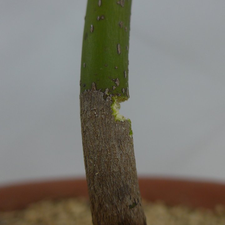 acer palmatum greffe