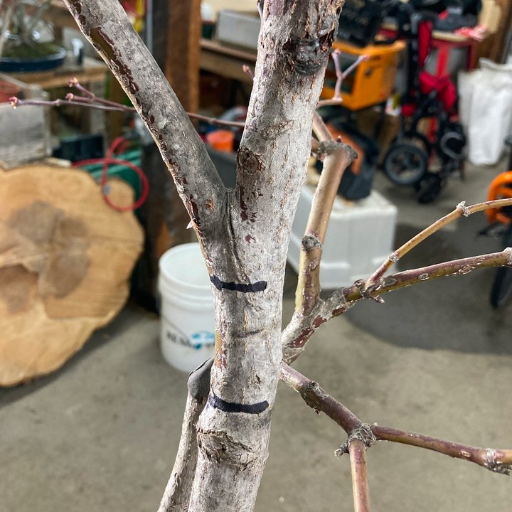 grafting layering acer palmatum