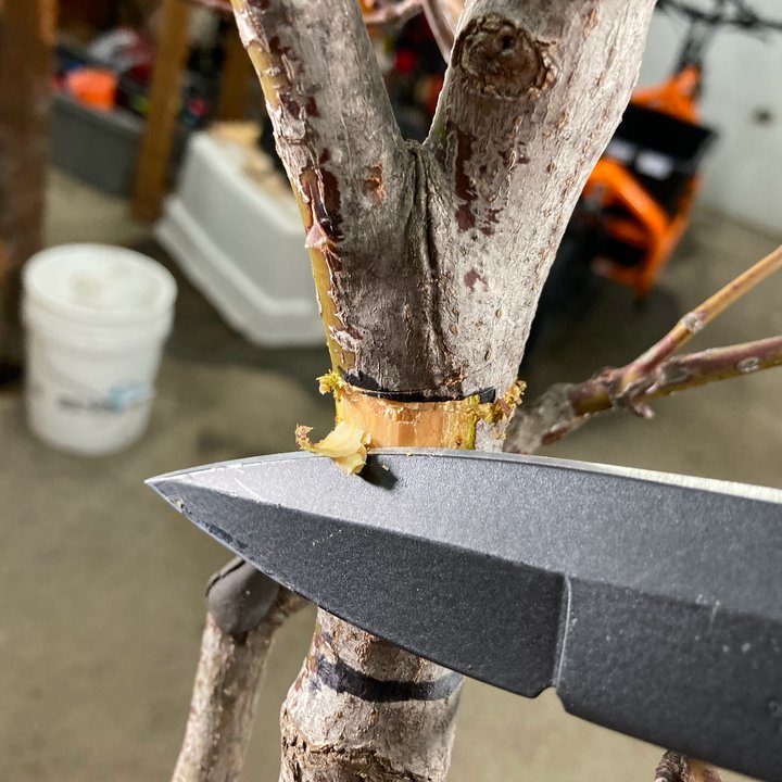 grafting layering acer palmatum