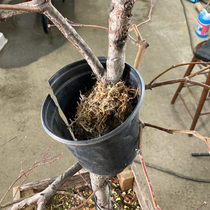 grafting layering acer palmatum