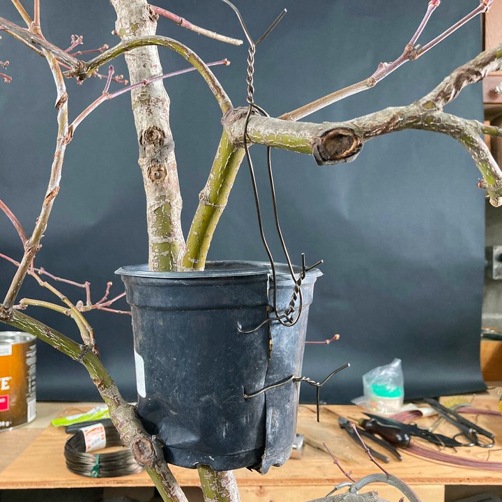 grafting layering acer palmatum