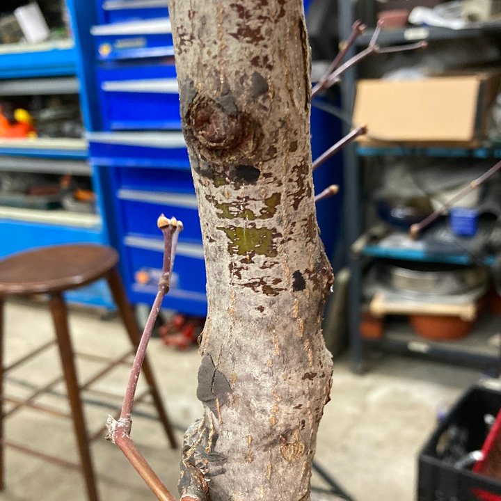 grafting layering acer palmatum