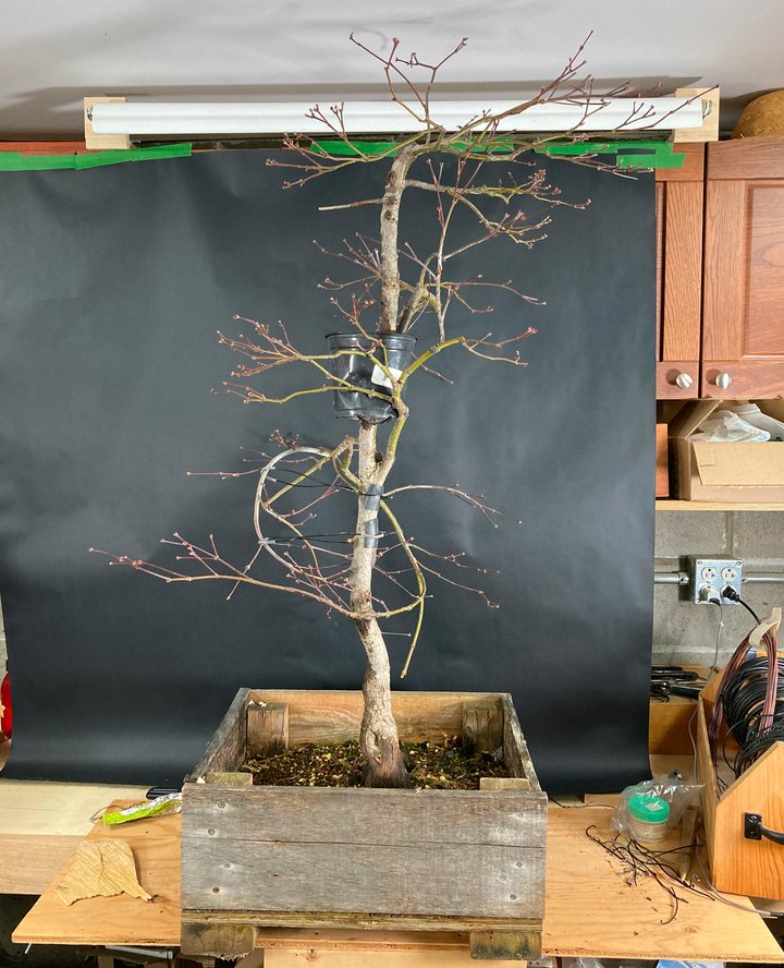 grafting layering acer palmatum