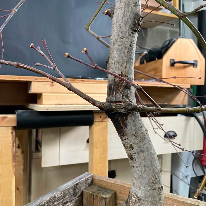 grafting layering acer palmatum