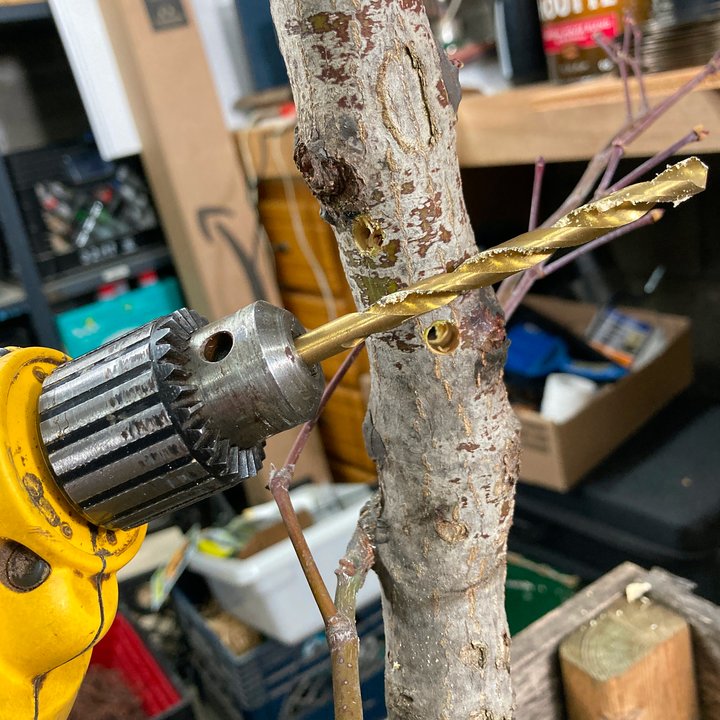 grafting layering acer palmatum