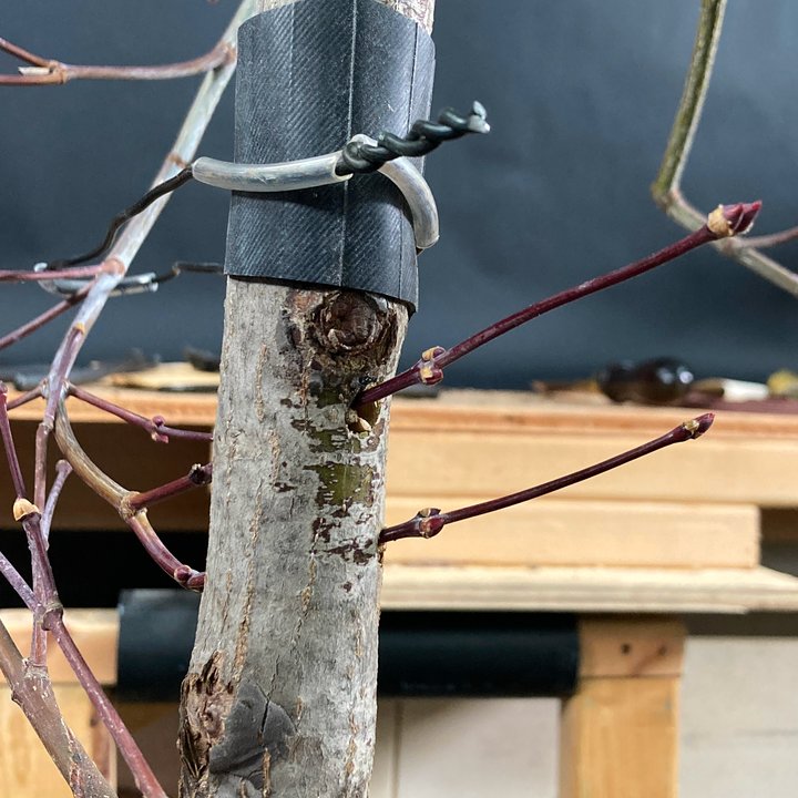 grafting layering acer palmatum