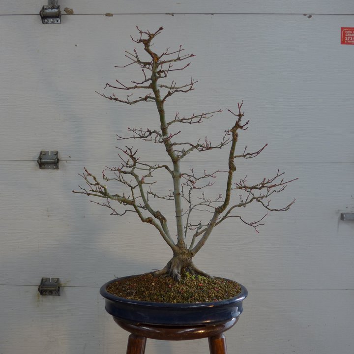 acer palmatum