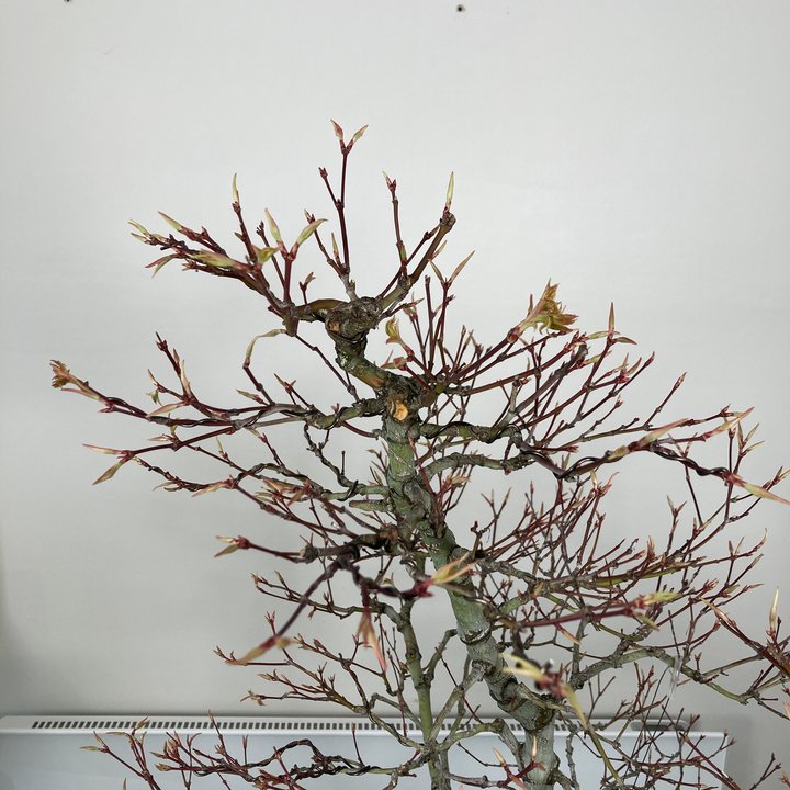 acer palmatum oshio beni