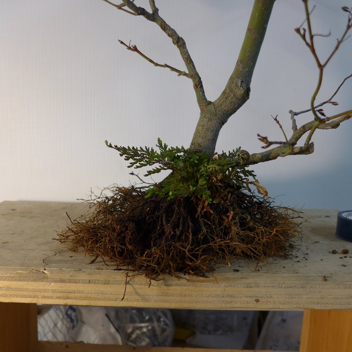 acer palmatum repotting
