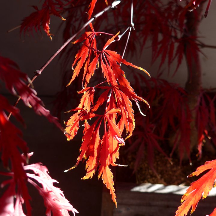 Acer palmatum Tamukeyama