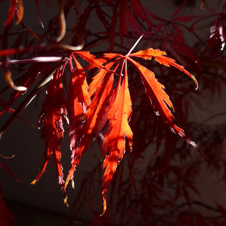 Acer palmatum Tamukeyama