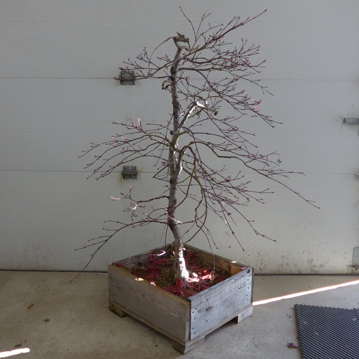 Acer palmatum Tamukeyama