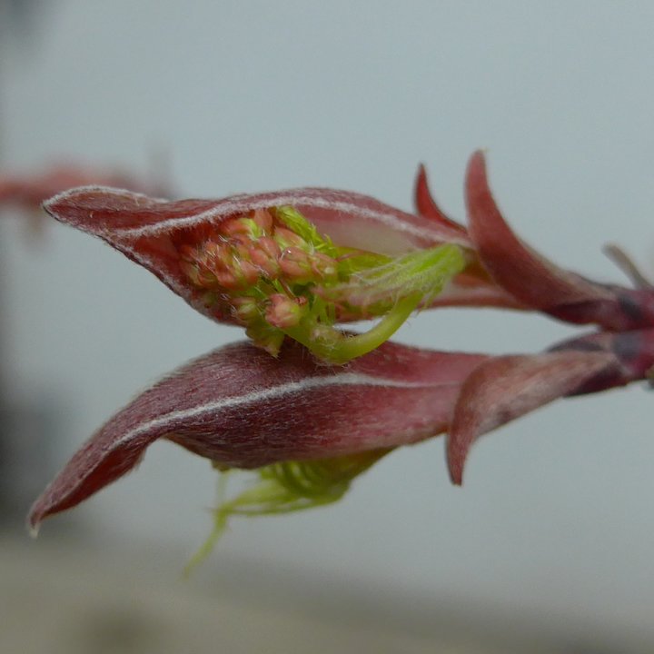 acer palmatum tamukeyama fleurs