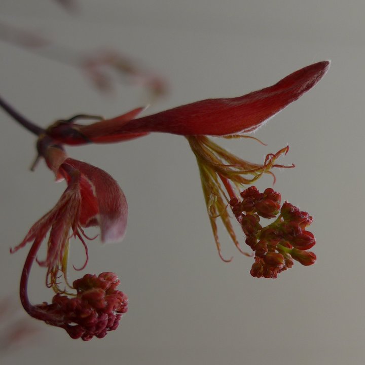 acer palmatum tamukeyama fleurs