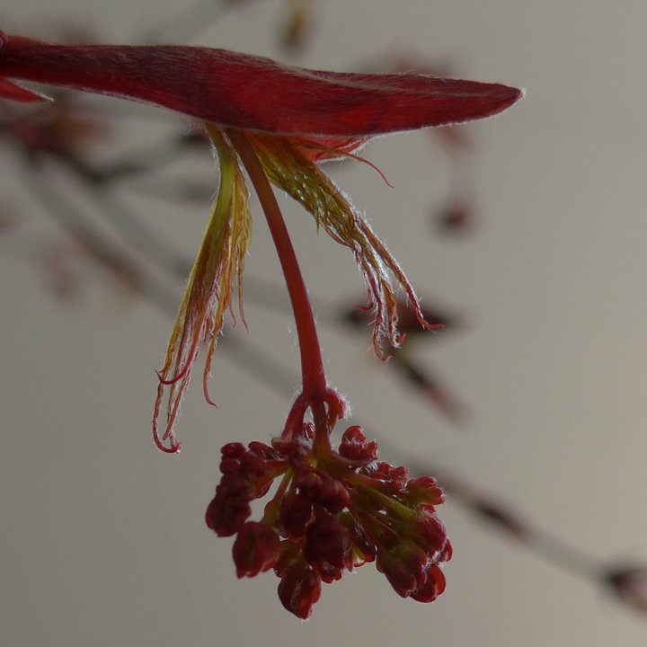 acer palmatum tamukeyama fleurs