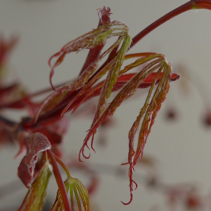 acer palmatum tamukeyama fleurs