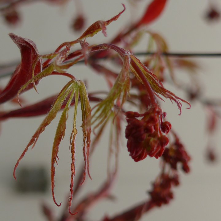 acer palmatum tamukeyama fleurs