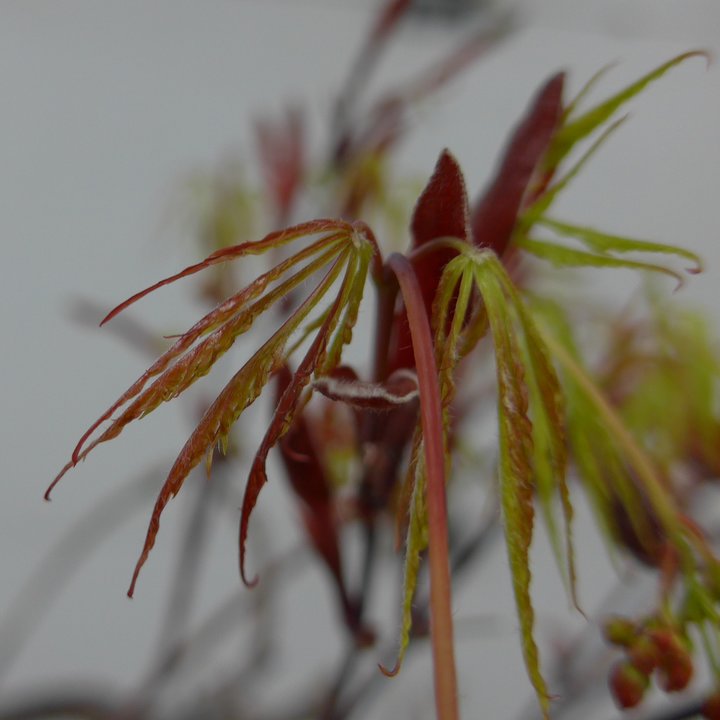 acer palmatum tamukeyama fleurs