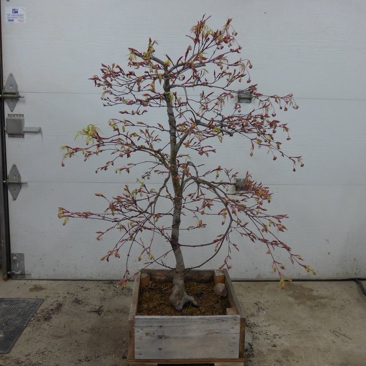Acer palmatum tamukeyama