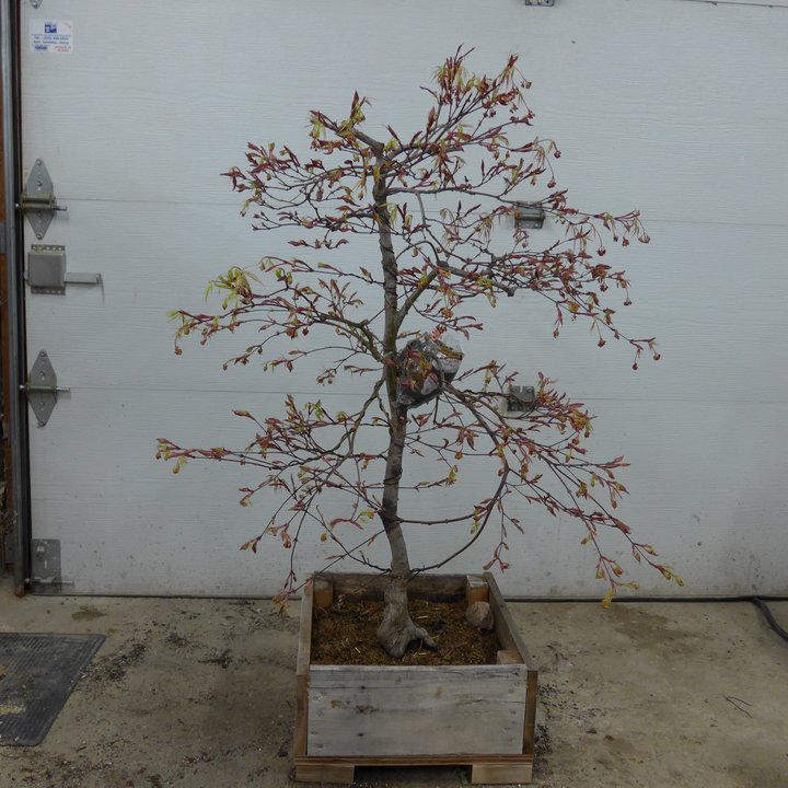 Acer palmatum marcotte