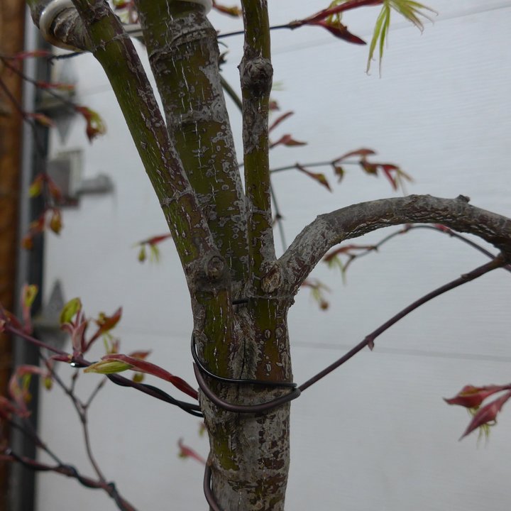Acer palmatum tamukeyama