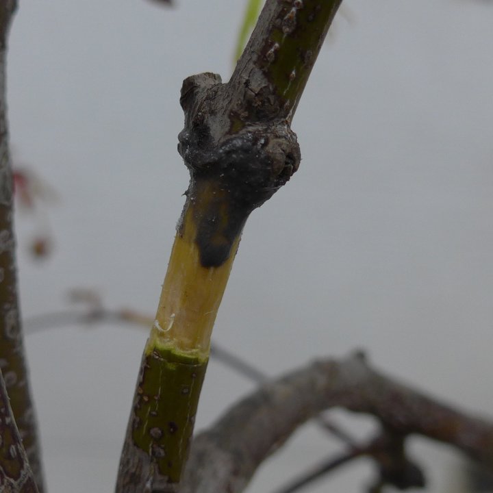 Acer palmatum air-layer