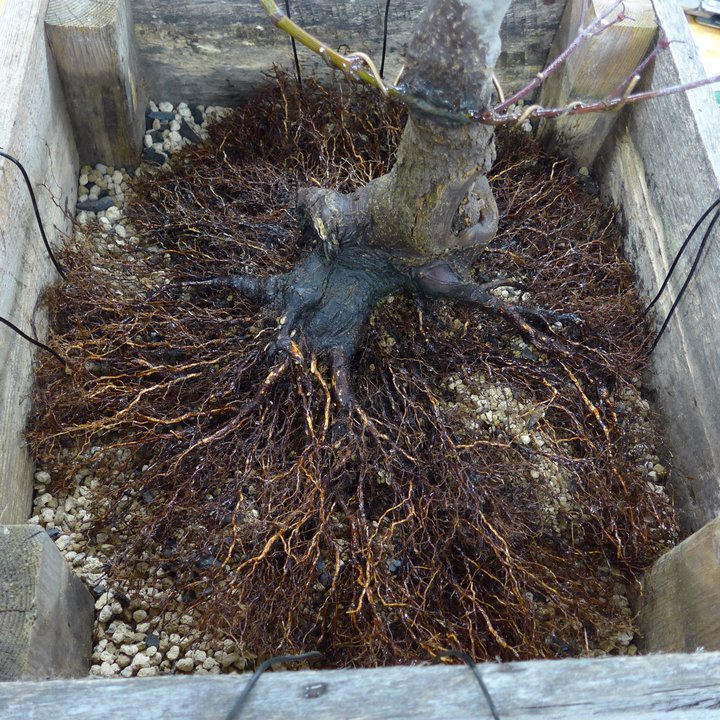 acer palmatum tamukeyama rempotage