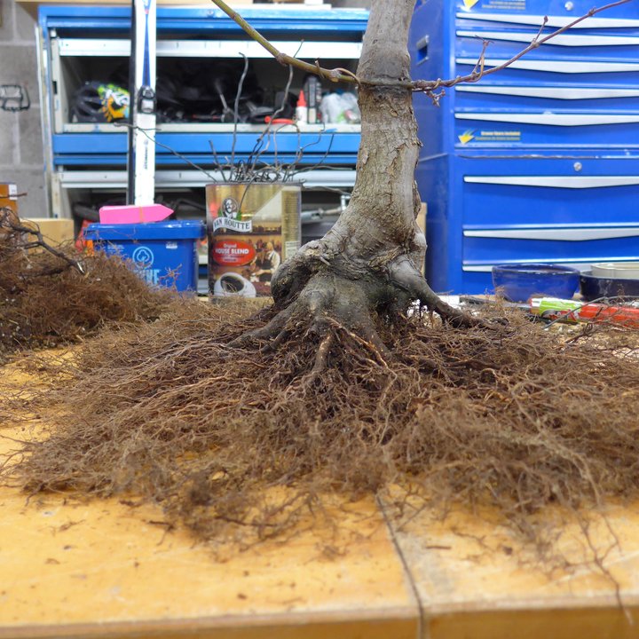 acer palmatum tamukeyama rempotage
