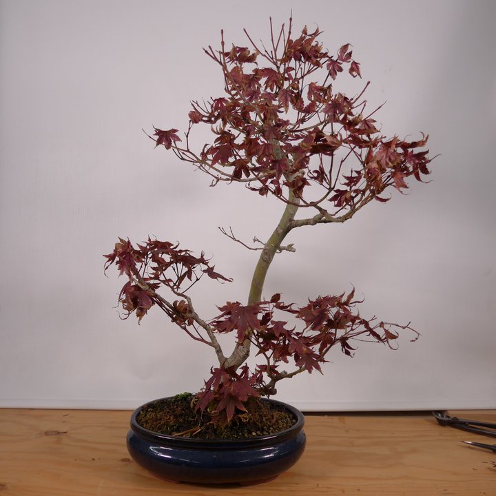 acer palmatum sankan