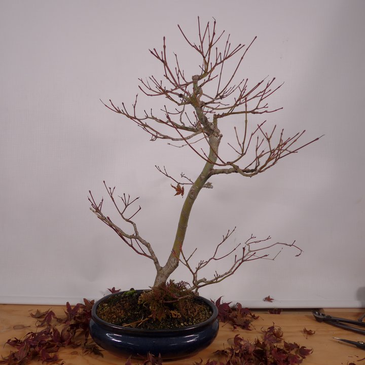 acer palmatum sankan