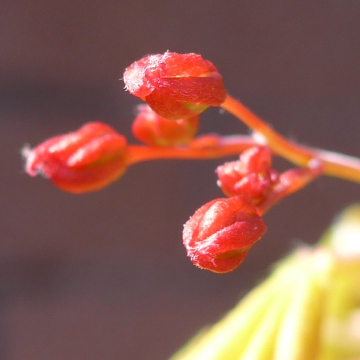 acer shirasawanum fleurs