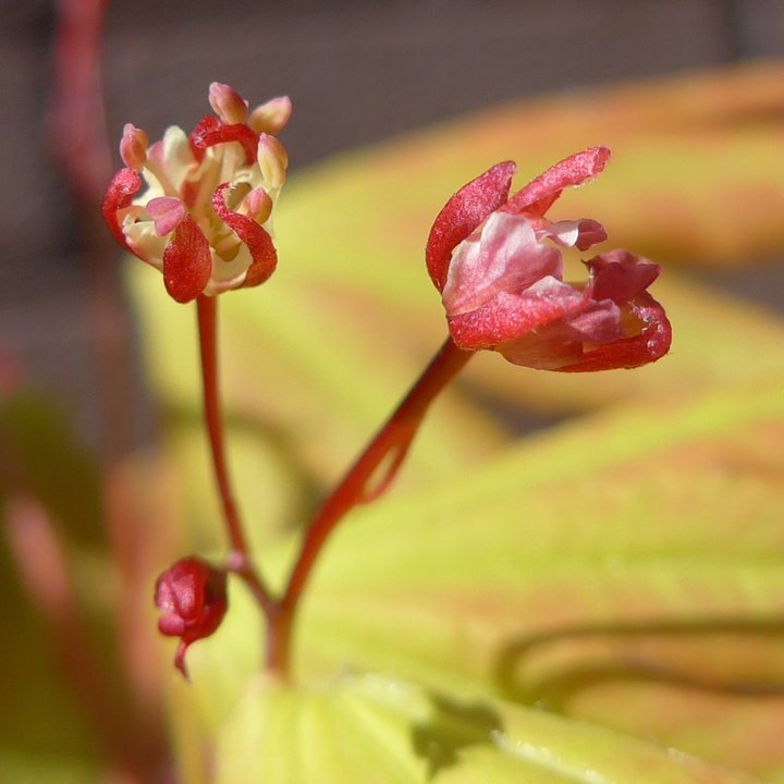 acer shirasawanum fleurs