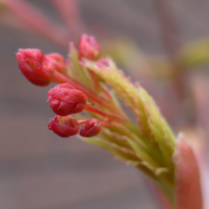 acer shirasawanum fleurs