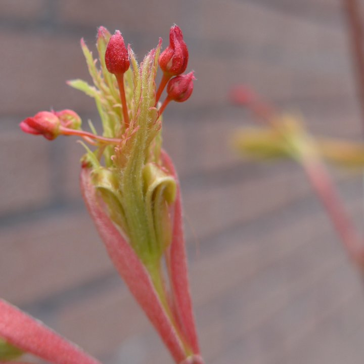 acer shirasawanum fleurs