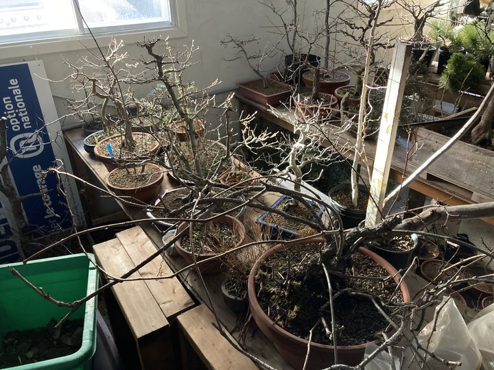 bonsai garage hiver