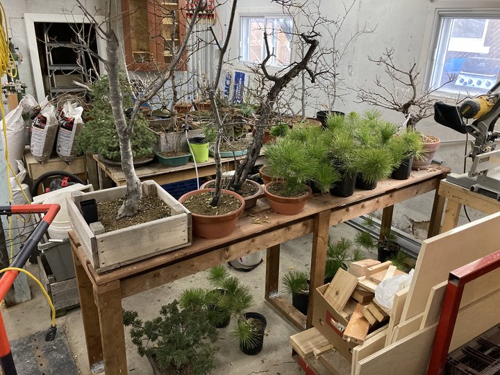 bonsai garage hiver
