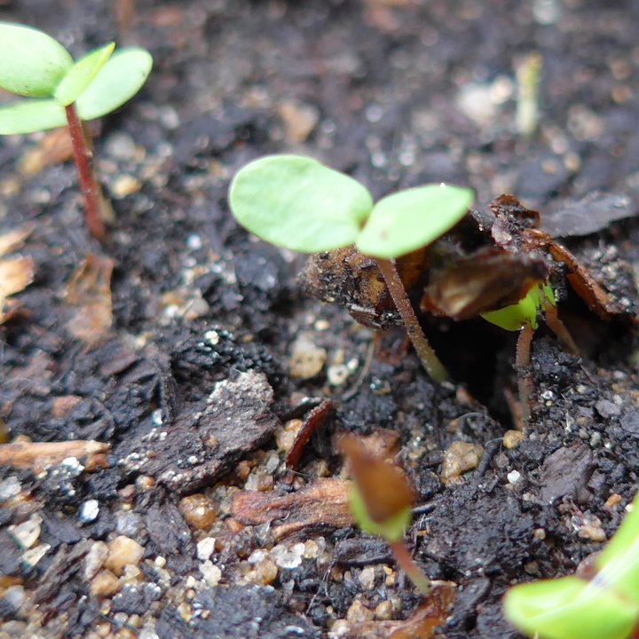 betula nigras semis